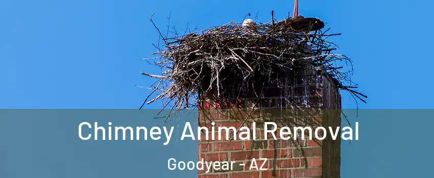 Chimney Animal Removal Goodyear - AZ