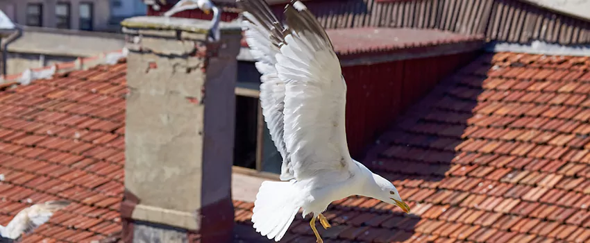 Residential Chimney Animal Removal Solution in Goodyear, AZ