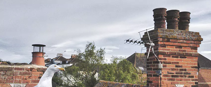Chimney Cleaning And Restoration in Goodyear, Arizona